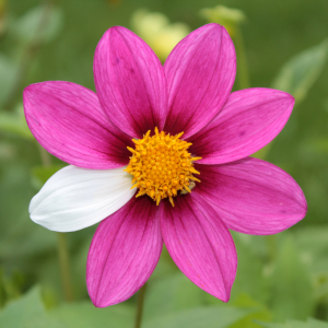 Ήρωες της BPAN flower mutant